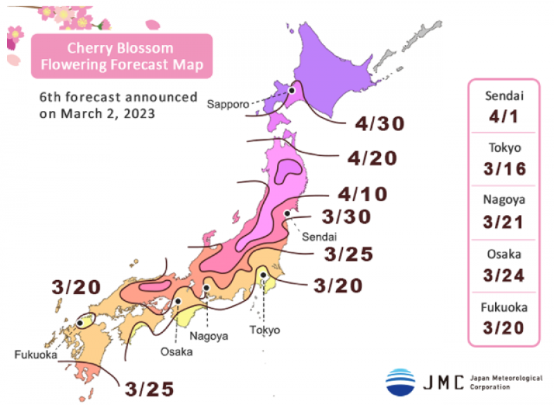 lịch nở hoa anh đào JMC 2023